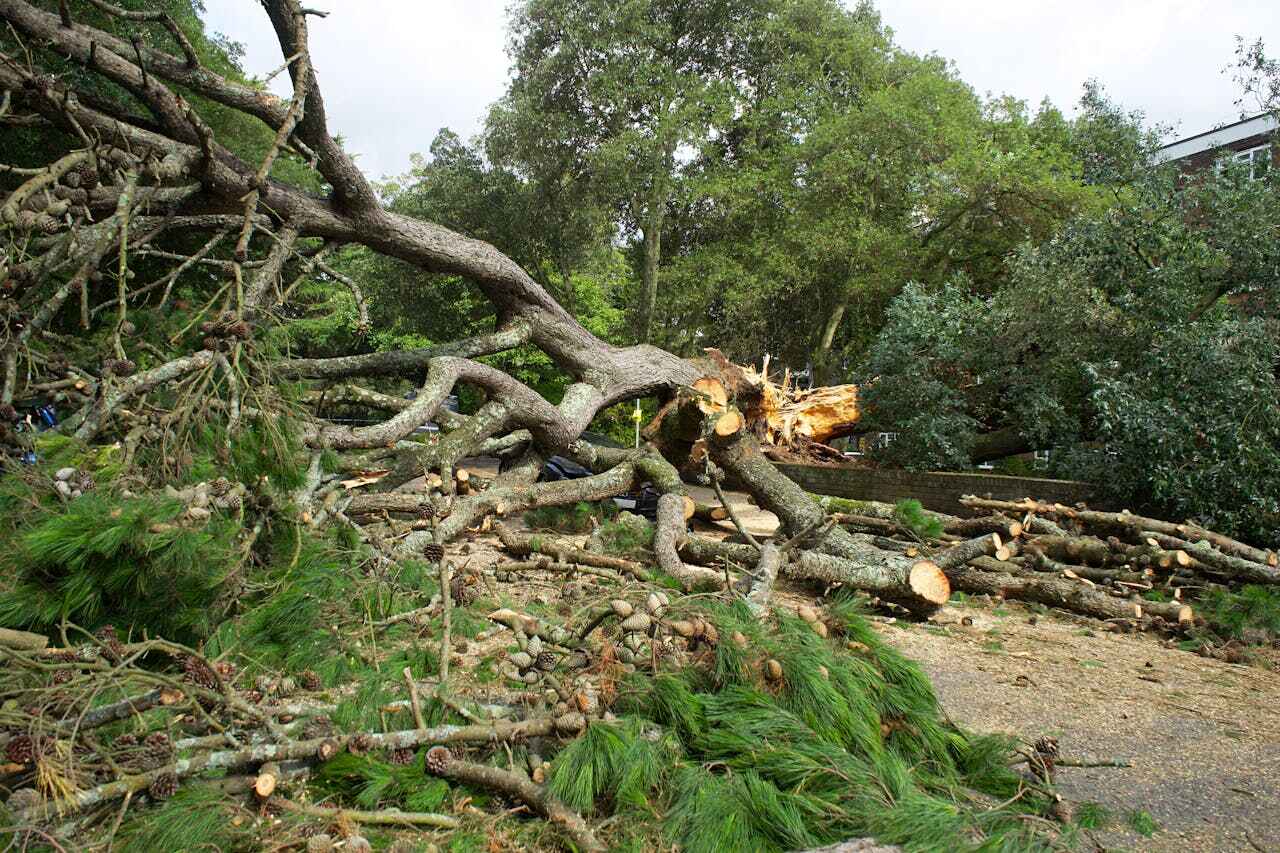 The Steps Involved in Our Tree Care Process in Bernie, MO